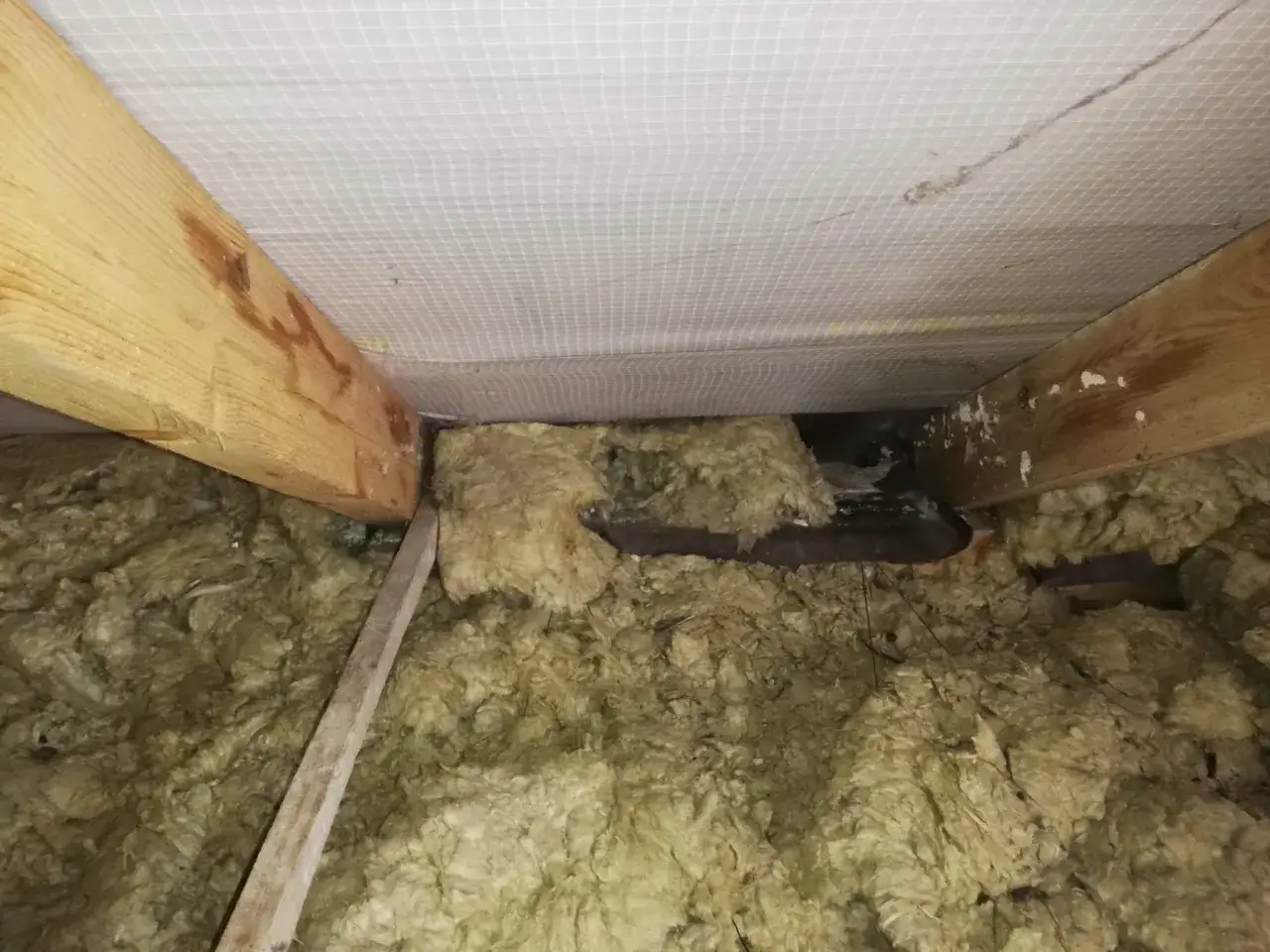 Widok na poddasze, gdzie widać drewniane belki, izolację z wełny mineralnej i białą membranę. Wygląda na to, że dach po kunie wymaga naprawy.
